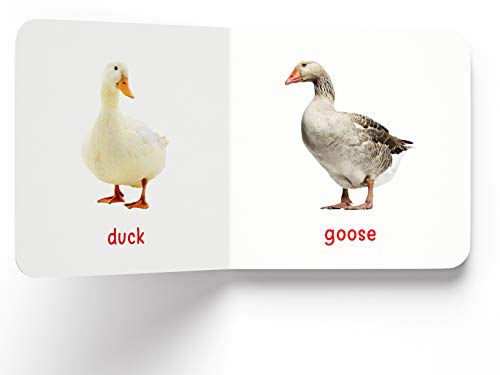 My First Book of Birds | First Birds Board Book for Babies, Toddlers & Preschoolers | Learn About Common Birds with Bright and Realistic Pictures | Early Learning Book for Kids Ages 0-3 Years