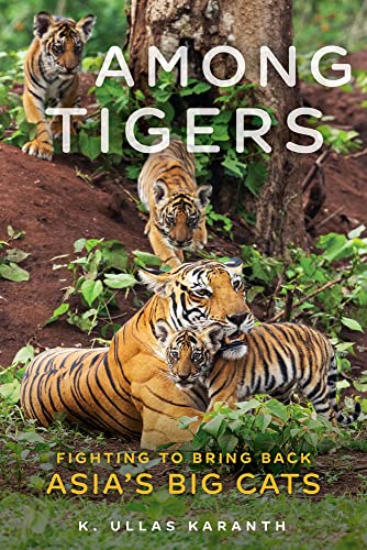 Among Tigers : Fighting to Bring Back Asias Big Cats book cover