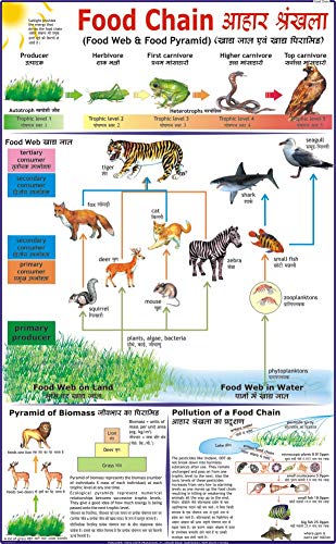 Food Chain