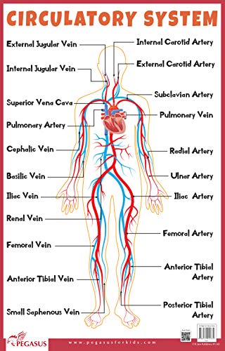 Circulatory System book cover