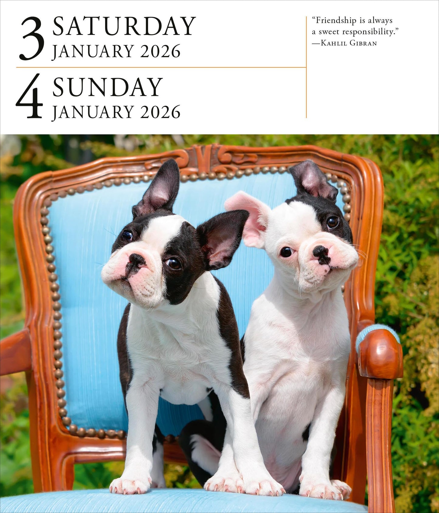 Dog Page-A-Day® Gallery Calendar 2026: An Elegant Canine Celebration