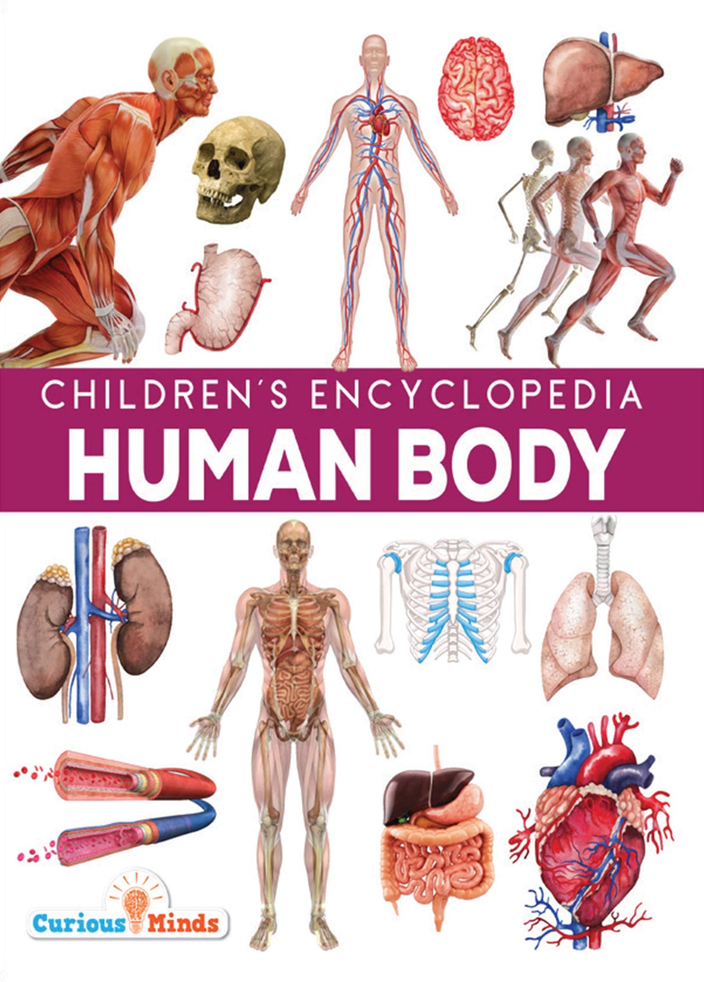 Human Body book cover