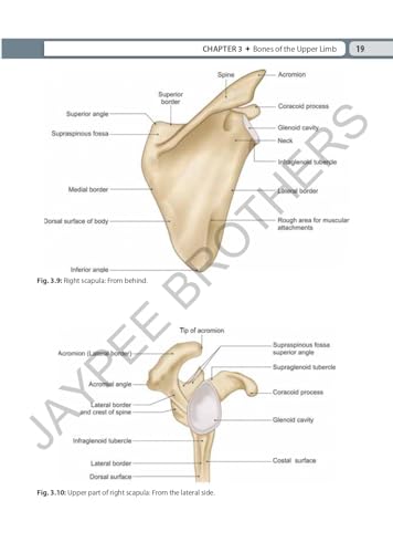 Inderbir Singh's Textbook of Human Osteology with Atlas of Muscle Attachments, 5/E for MBBS 1st Year Students | CBME-aligned Bone-by-Bone Atlas with Muscle, Ligament Tables and Viva Questionnaire