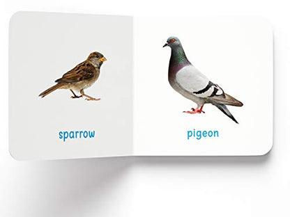 My First Book of Birds | First Birds Board Book for Babies, Toddlers & Preschoolers | Learn About Common Birds with Bright and Realistic Pictures | Early Learning Book for Kids Ages 0-3 Years