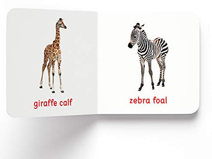 My First Book of Baby Animals | First Animal Board Book for Babies, Toddlers & Preschoolers | Learn About Cute Baby Animals with Bright, Adorable Pictures | Early Learning Book for Kids Ages 0-3 Years