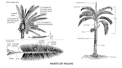 Palms for India: Palm Trees Guide for Home & Landscape