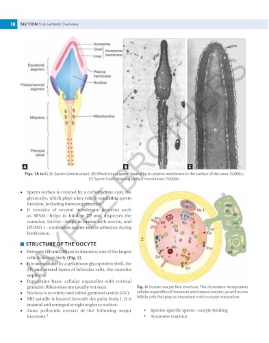 The Infertility Manual, 5/E for OBG Postgraduates, Gynecologists and Reproductive Medicine Specialists | Complete ART Guide Covering ICSI, IVF, Embryology and Male and Female Factor Infertility: 1