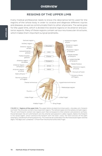 Kenhub Atlas of Human Anatomy