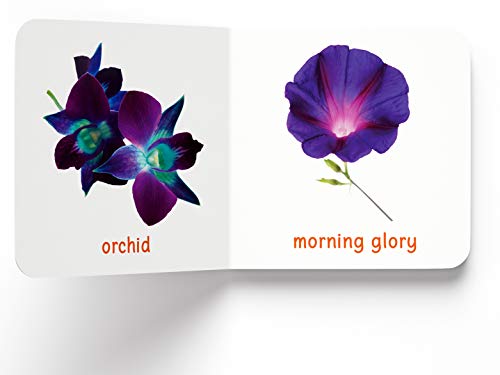 My First Book of Flowers | First Flower Board Book for Babies, Toddlers & Preschoolers | Learn About Beautiful Flowers with Bright, Colorful Pictures | Early Learning Book for Kids Ages 0-3 Years