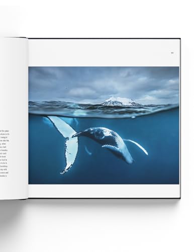 60 Years of Wildlife Photographer of the Year: How Wildlife Photography Became Art