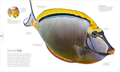 The Science of the Ocean: The Secrets of the Seas Revealed