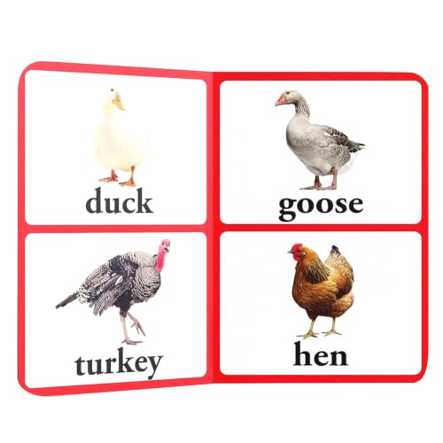Birds – Early Learning Board Book with Large Font: Brightly Illustrated Bird Recognition Book for Kids | Big Board Books Series for Babies, Toddlers & Preschoolers | Learn About Sparrows, Parrots, Peacocks & More with Bold Text | Ages 0–5 Years