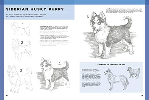 The Art of Basic Drawing