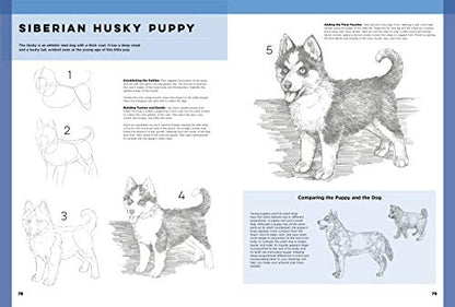 The Art of Basic Drawing