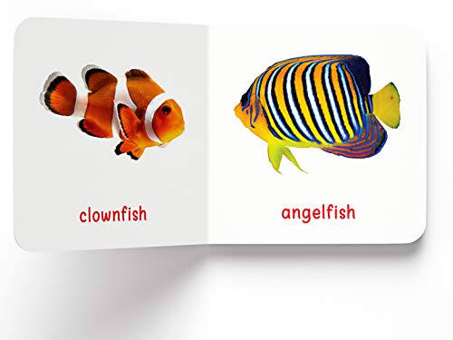 My First Book Of Sea Animals | Ages 0–3 Years | Ocean Animals | Board Book For Kids | Fish | Dolphins | Whales | Bright Pictures | Vocabulary Building | Toddlers & Preschoolers | Latest Edition
