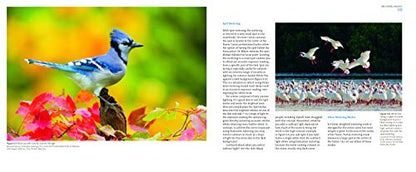 Mastering Bird Photography: The Art, Craft, and Technique of Photographing Birds and Their Behavior