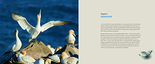 Mastering Bird Photography: The Art, Craft, and Technique of Photographing Birds and Their Behavior
