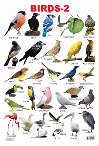 Birds-2 book cover