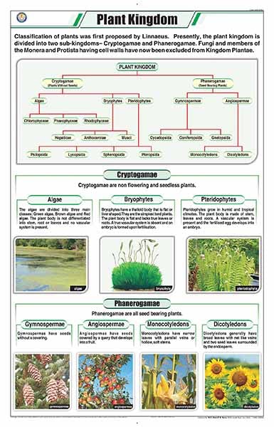 STB01 | TeachingNest Plant Kingdom Chart (58x90cm) | English | Botany Charts | With Rollers [Wall Chart] Botany Charts and teachingnest
