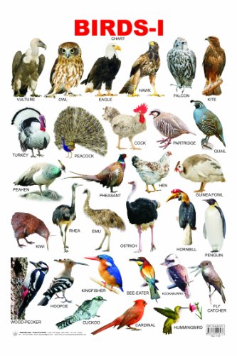 Birds-1 book cover