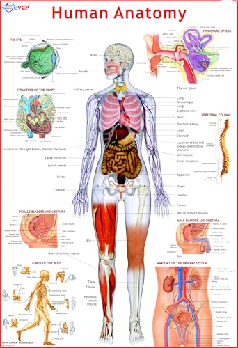 Human Anatomy Chart