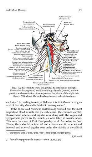 Anatomy of Marma (Vital Parts or Organs)