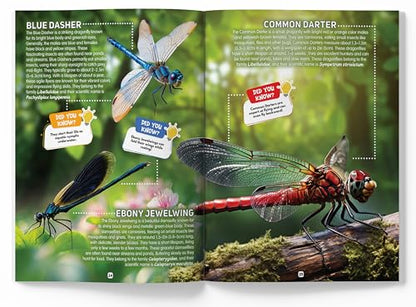 Explore Fantastic World of Insects And Bugs Picture Encyclopedia
