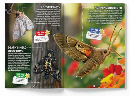 Explore Fantastic World of Insects And Bugs Picture Encyclopedia