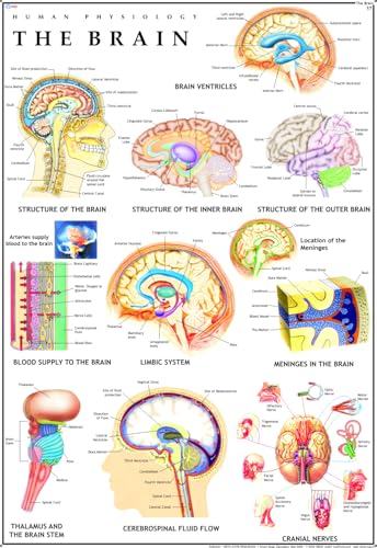 Human Brain Chart