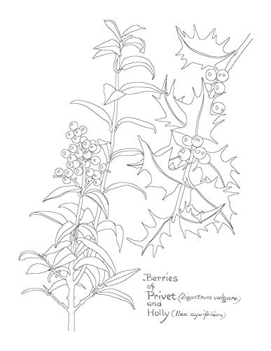 The Country Diary of an Edwardian Lady Colouring Book
