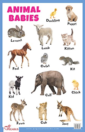 Animal Babies book cover