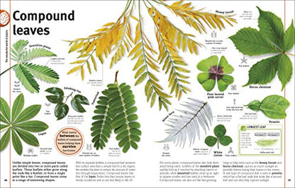 Our World in Pictures: Trees, Leaves, Flowers & Seeds