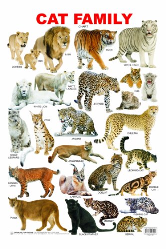 Cat Family Chart  book cover