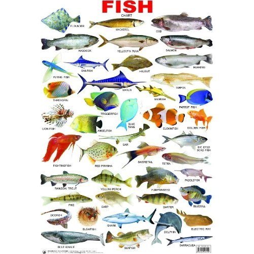 Fish  book cover