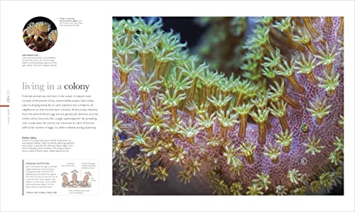 The Science of the Ocean: The Secrets of the Seas Revealed