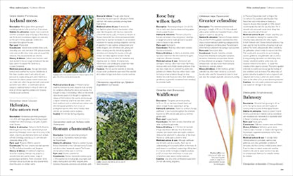 Encyclopedia of Herbal Medicine New Edition: 560 Herbs and Remedies for Common Ailments
