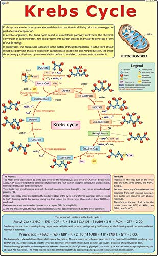 Krebs Cycle Chart