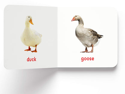 My First Book of Birds | First Birds Board Book for Babies, Toddlers & Preschoolers | Learn About Common Birds with Bright and Realistic Pictures | Early Learning Book for Kids Ages 0-3 Years