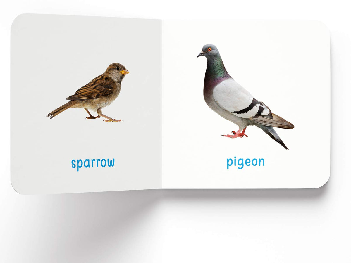 My First Book of Birds | First Birds Board Book for Babies, Toddlers & Preschoolers | Learn About Common Birds with Bright and Realistic Pictures | Early Learning Book for Kids Ages 0-3 Years