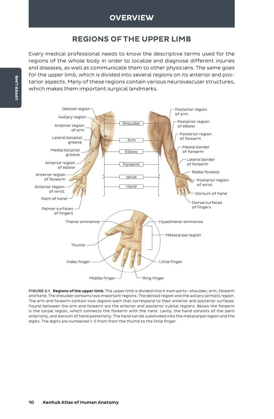 Kenhub Atlas of Human Anatomy