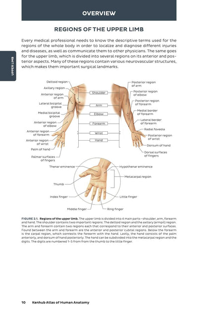 Kenhub Atlas of Human Anatomy