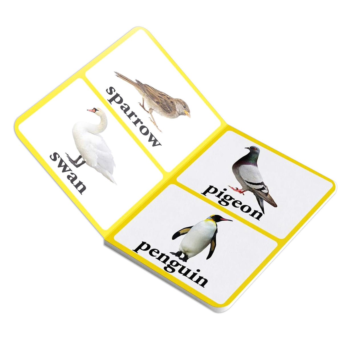 Birds – Early Learning Board Book with Large Font: Brightly Illustrated Bird Recognition Book for Kids | Big Board Books Series for Babies, Toddlers & Preschoolers | Learn About Sparrows, Parrots, Peacocks & More with Bold Text | Ages 0–5 Years