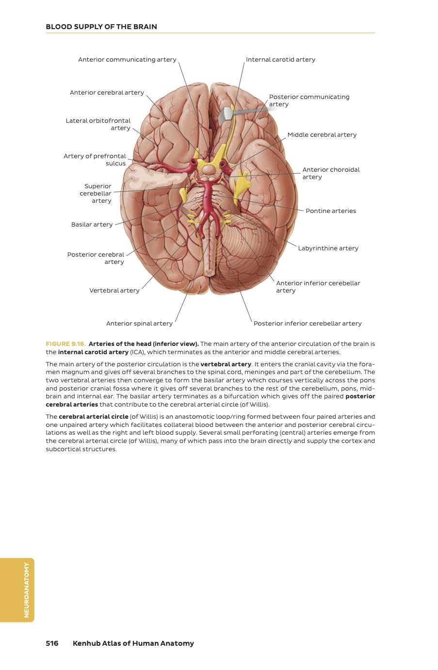 Kenhub Atlas of Human Anatomy