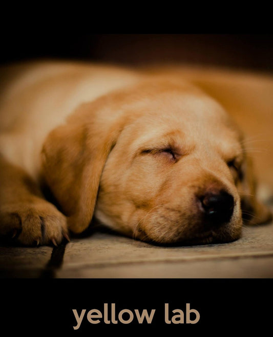 Yellow Lab: A Gift Journal for People Who Love Dogs: Yellow Lab Puppy Edition: Volume 21 (So Cute Pu book cover