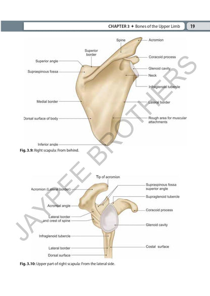 Inderbir Singh's Textbook of Human Osteology with Atlas of Muscle Attachments, 5/E for MBBS 1st Year Students | CBME-aligned Bone-by-Bone Atlas with Muscle, Ligament Tables and Viva Questionnaire