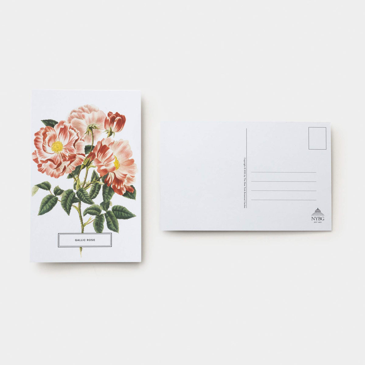 Roses: 100 Postcards from the Archives of The New York Botanical Garden