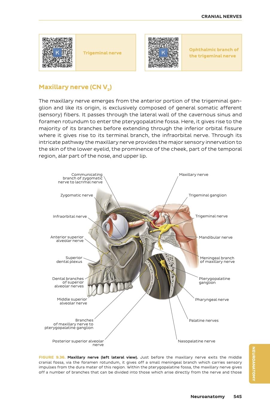 Kenhub Atlas of Human Anatomy