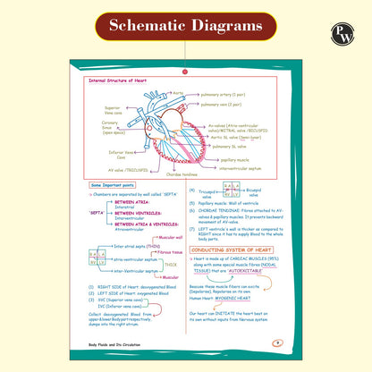 PW Zoology Med Easy For NEET and Board Exams 2024-25 | Flowcharts, Schematic Diagrams Samapti Sinha Mahapatra Handwritten Notes [Paperback] Samapti Sinha Mahapatra