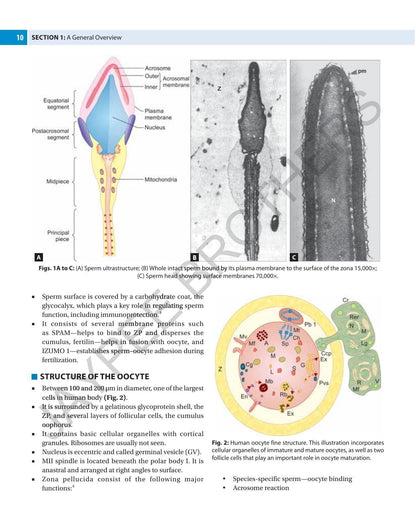 The Infertility Manual, 5/E for OBG Postgraduates, Gynecologists and Reproductive Medicine Specialists | Complete ART Guide Covering ICSI, IVF, Embryology and Male and Female Factor Infertility: 1