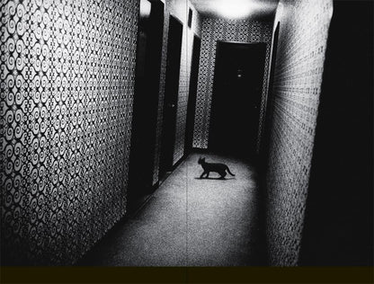 Daido Moriyama (Photofile)